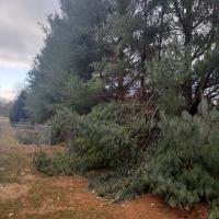 Joels Pro Tree Service of Bellbook image 6